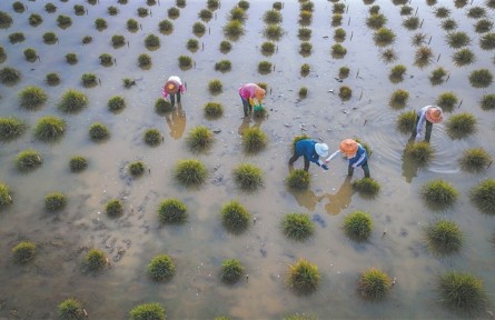 为育种,科学家给野生稻“理发”