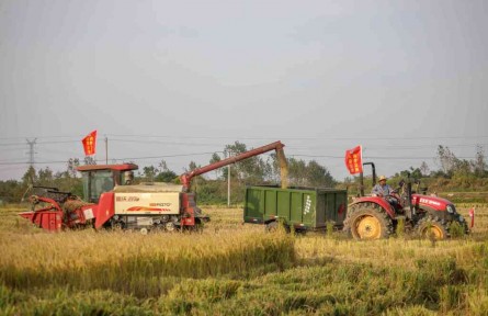 南水北调六安公司:齐心协力抢秋实 万亩连产庆丰收