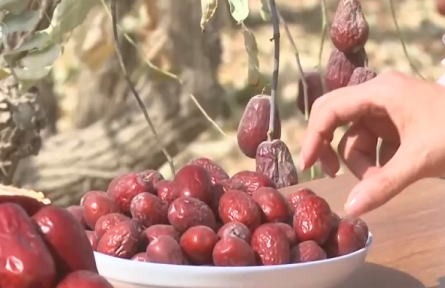 新疆和田地区:沙地甜果“撬动”大市场 特色产业富了百姓、美了乡村