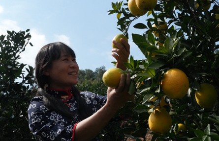 赣南脐橙开摘