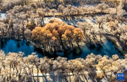 内蒙古额济纳：晚秋胡杨美