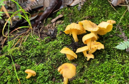 藏在秋菌褶皱里的生态智慧（施玉巧）