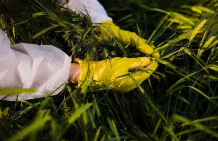 斩断田间窃密黑手！间谍在我国搜集农作物基因数据