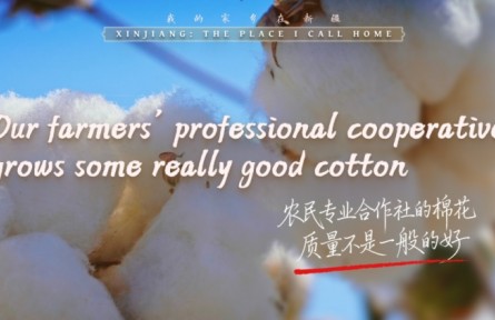 我的家乡在新疆｜农民专业合作社的棉花，质量不是一般的好
