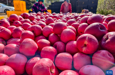 秋日“丰”景好