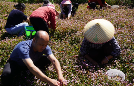 贵州龙里:一棵中草药演奏乡村振兴“曲”