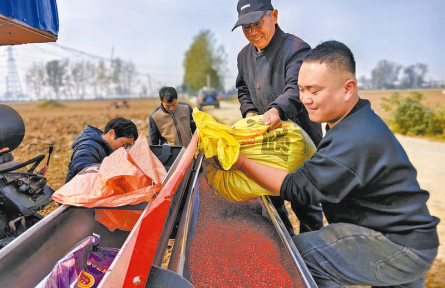 河南驻马店：晴好天气抢农时 秋粮播种加速度
