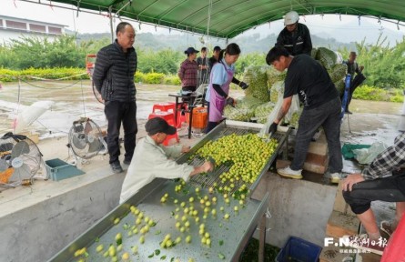 福建永泰：创新利益联结机制 走出特色乡村振兴共富路