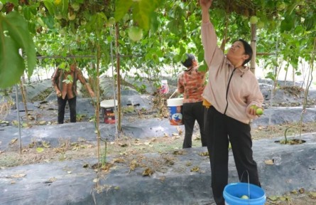 福建武平：一颗果到一条链 小特产变大产业