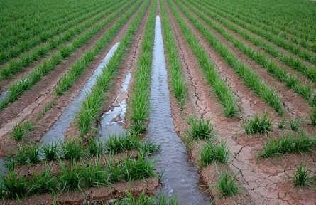 科技名词|田间持水量 field capacity