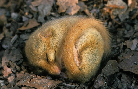 科技名词|冬眠 hibernation