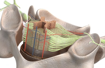 科技名词|背根神经节 dorsal root ganglia