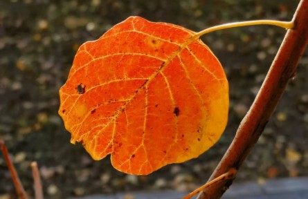 秋叶红似二月花