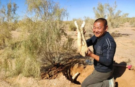 内蒙古阿拉善:“一株药草”中的沙漠致富经