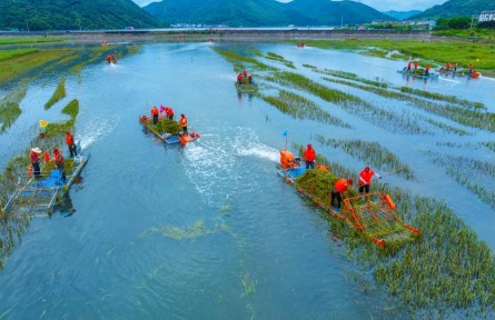 146万亩清除任务全面完成 我国互花米草防治转入长效管控