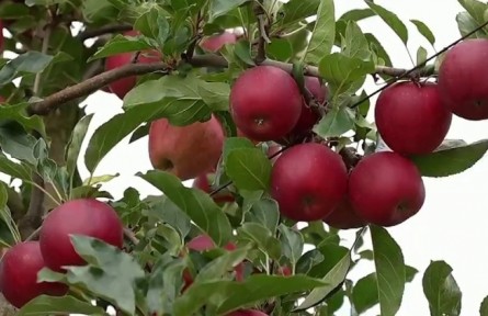 贵州：贵品精卖 让“贵”字号农产品风行天下