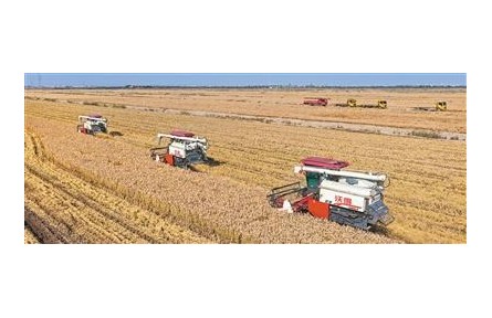 综合利用,盐碱地变丰产田