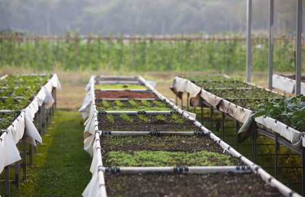 科技名词|有机食品 organic food
