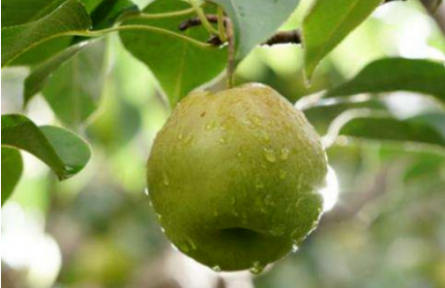 家乡特优农产品大学生推荐官 | 品牌手记㊱：隰县玉露香梨的梨果视觉审视与建议