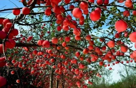 家乡特优农产品大学生推荐官 | 品牌手记㊳：宁脆苹果：来自黄土高原的甜蜜馈赠
