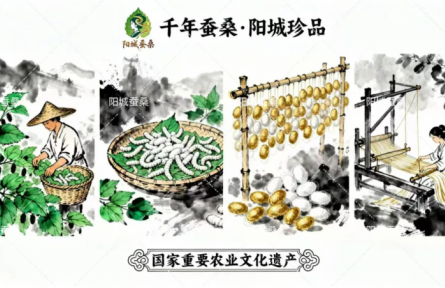 家鄉(xiāng)特優(yōu)農(nóng)品大學(xué)生推薦官 | 品牌設(shè)計(jì)類 第⑤期：陽(yáng)城：絲語(yǔ)千年的文化品牌換新