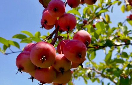 又见海棠果儿红 硕果累累美如画（孙宁）