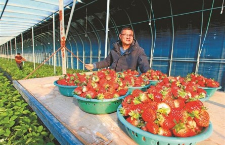 江苏徐州:草莓红了,日子火了,“甜蜜产业”赋能乡村振兴