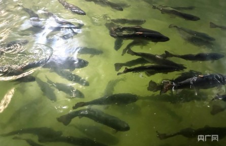 一尾三文鱼见证中国渔业从近岸跃向深蓝