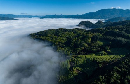 一杯臨滄茶，品出獨(dú)特回甘