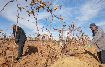 万亩葡萄“挂枝越冬”！中国酿酒葡萄黄金产区创新种植方式