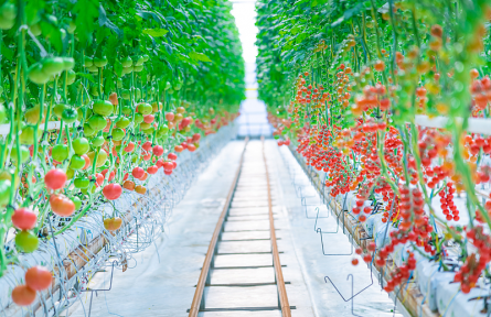 辟谣|反季蔬菜没营养不安全吗？