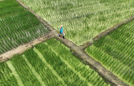 “良法”育“良品” 科技让海南热带农业跑出“加速度”