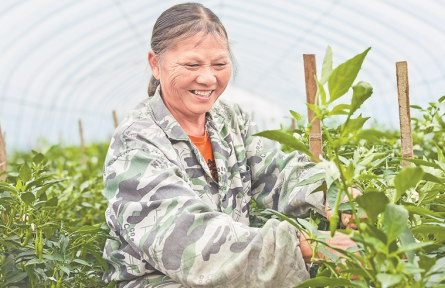 江西高安：不用弯腰种辣椒了