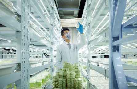 中国智慧解决农业难题：新一代绿色除草技术形成体系