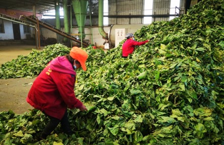 丹江桑风拂中原——河南桑蚕产业既强生态又生金