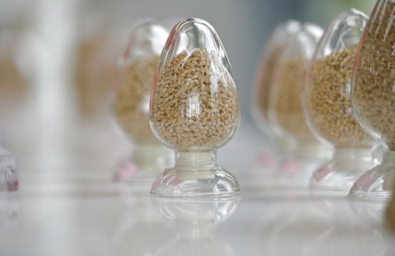 端稳中国饭碗!农作物自育品种超95%