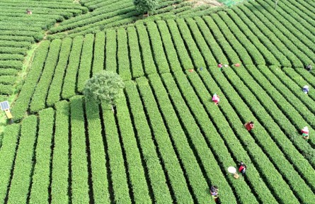 江西吉安遂川获评“狗牯脑茶”国家地理标志产品保护示范区