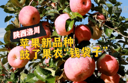 陕西洛川:苹果新品种 鼓了果农“钱袋子”