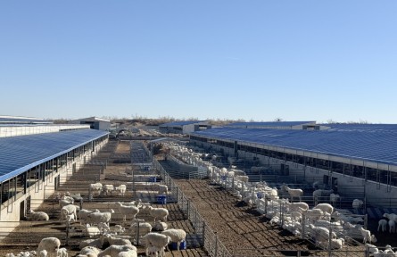 甘肃古浪:做大做强羊产业 促县域经济高质量发展