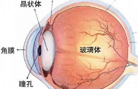 甜食竟然会损害你的视力