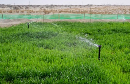 新疆粮食单产蝉联全国第一