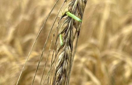 科学家破解大麦种子休眠关键机制 助力应对气候与粮食挑战
