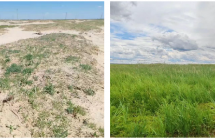 全球最佳!这株“小草”,把荒漠变绿洲