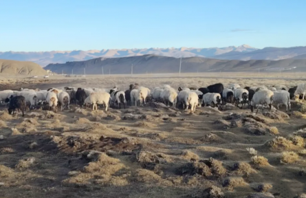 西藏:首个国家级地理标志保护示范区验收确认