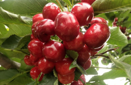 家乡特优农产品大学生推荐官 | 品牌手记㉙：绛县樱桃：北纬35°的红宝石