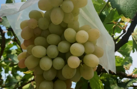 家乡特优农产品大学生推荐官 | 品牌手记㉚：清徐葡萄：北纬37°的阳光甜酿