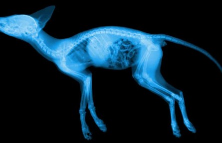 科普|動(dòng)物受到輻射變異，會(huì)變成怪物嗎？