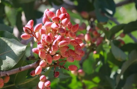 新疆首次发布主要林木目录，开心果等入选