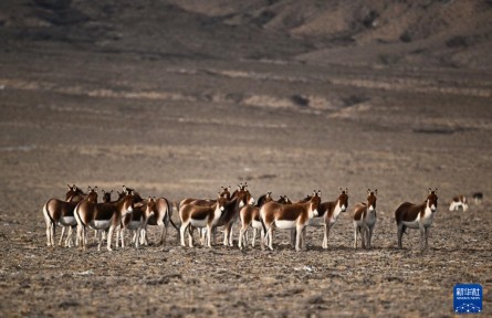 走进阿尔金山 镜遇秘境昆仑