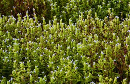 跳蚤草的重生：从濒危植物到“致富草”